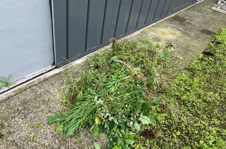 LINE_ALBUM_202606プライフーズ草抜き_260701_2