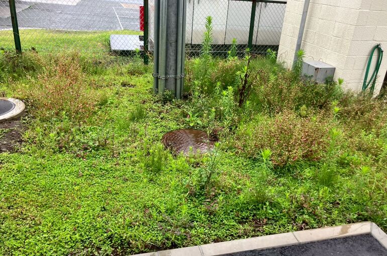 LINE_ALBUM_202606プライフーズ草抜き_260701_11